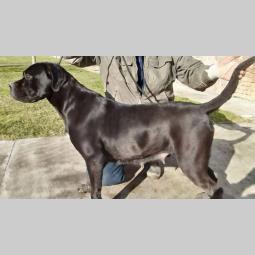 cane corso psi šampionskog porekla besplatni mali oglasi