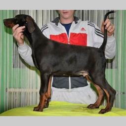 doberman štenci izložbenog potencijala besplatni mali oglasi