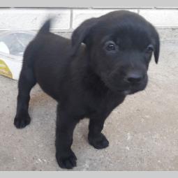 prelepi labradori besplatni mali oglasi
