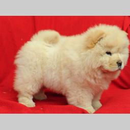 chow chow štenci izložbenog kvaliteta besplatni mali oglasi