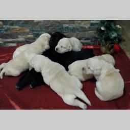 labrador retriver štenci vrhunske krvne linije besplatni mali oglasi