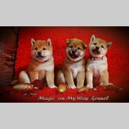 shiba inu štenci vrhunskog porekla besplatni mali oglasi