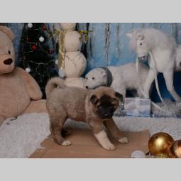 amarička akita štene vrhunskog porekla besplatni mali oglasi