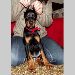 doberman štenci na prodaju besplatni mali oglasi