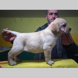 labrador ratriver štenci vrhunske krvne linije besplatni mali oglasi