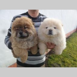 chow chow štenad besplatni mali oglasi