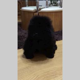 chow chow besplatni mali oglasi