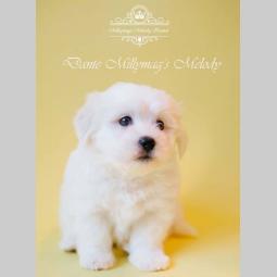 coton de tulear štenci besplatni mali oglasi