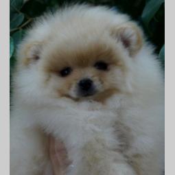 pomeranski špic (pomeranian) boo štenci besplatni mali oglasi