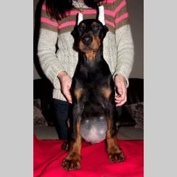doberman štenci besplatni mali oglasi
