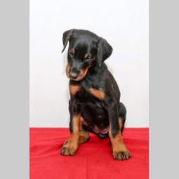 doberman štenci na prodaju besplatni mali oglasi