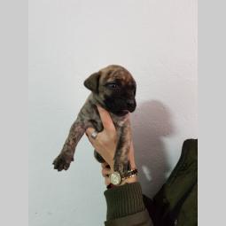 štenci presa canario besplatni mali oglasi
