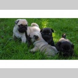 mops i engleski buldog štenci na prodaju besplatni mali oglasi