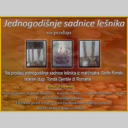 jednogodišnje sadnice lešnika besplatni mali oglasi