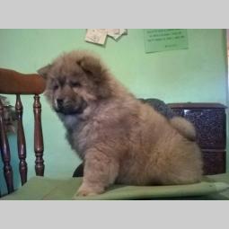 chow chow prelepa štenad besplatni mali oglasi