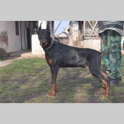 mužjak dobermana 10 meseci black summit kennel besplatni mali oglasi