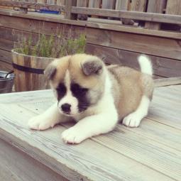 akita inu besplatni mali oglasi