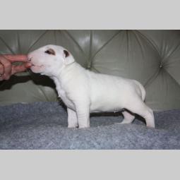 dogo argentino i bul terijer štenci na prodaju besplatni mali oglasi