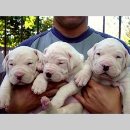 bul terijer i dogo argentino prodaja besplatni mali oglasi