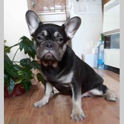 na prodaju francuski bulldog, mužjak besplatni mali oglasi