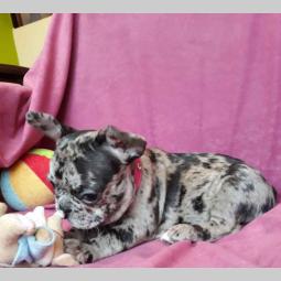 na prodaju francuski bulldog blue merle boje besplatni mali oglasi