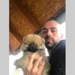 boo pomeranski špic muško štene oranž besplatni mali oglasi