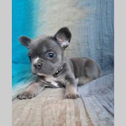 francuski bulldog, ženka blue tan boje besplatni mali oglasi