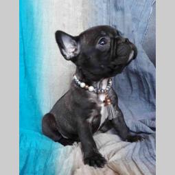 francuski bulldog, prelepi crni štenci besplatni mali oglasi