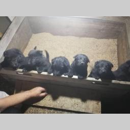 crni nemački ovčar štenci besplatni mali oglasi