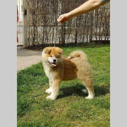 akita inu prvobirano štene besplatni mali oglasi