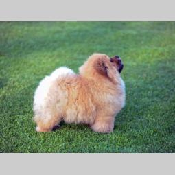 chow chow žensko štene besplatni mali oglasi