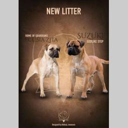 na prodaju štenad bullmastiff a besplatni mali oglasi