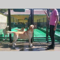 labrador retriver vrhunski odrasli psi besplatni mali oglasi