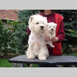 westie terier vrhunski štenci besplatni mali oglasi