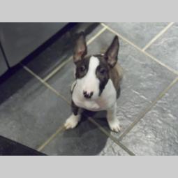 bul terijer i dogo argentino štenci besplatni mali oglasi