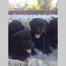 labrador retriver štenci besplatni mali oglasi