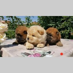 chow chow besplatni mali oglasi