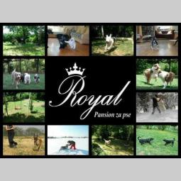 pansion za pse royal beograd besplatni mali oglasi