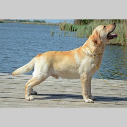 labrador retriver hitna prodaja odraslih pasa besplatni mali oglasi