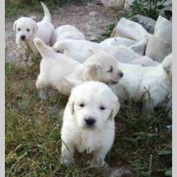 zlatni retriver dobre krvne linije besplatni mali oglasi