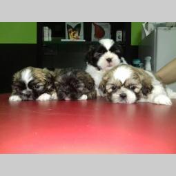 šicu (shihtzu) štenci izuzetnog kvaliteta besplatni mali oglasi