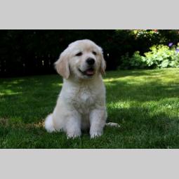 labrador retriver štenci besplatni mali oglasi