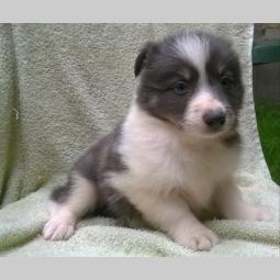 border collie štene besplatni mali oglasi
