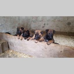 malinoa štenci na prodaju black summit kennel besplatni mali oglasi
