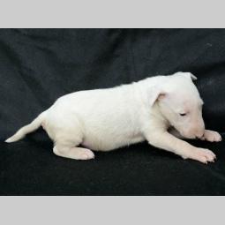 bull terrier štenci vrhunskog porekla besplatni mali oglasi