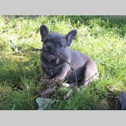 francuski buldog štenci plave boje oje besplatni mali oglasi