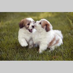 koton de tulear i čivava štenci besplatni mali oglasi