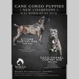 cane corso štenci vrhunskog kvaliteta besplatni mali oglasi