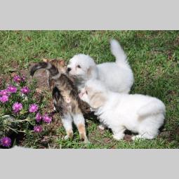 koton de tulear i čivava štenci besplatni mali oglasi