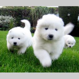 samojed i sibirski haski štenci besplatni mali oglasi